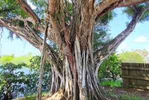 Everglades: tour in barca con trasporto e ingresso inclusi