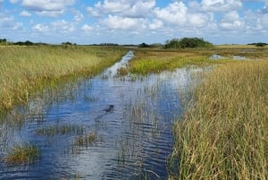 Everglades: tour in barca con trasporto e ingresso inclusi