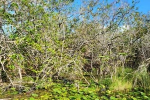 Everglades: tour in barca con trasporto e ingresso inclusi