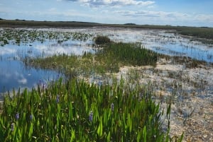 Everglades: tour in barca con trasporto e ingresso inclusi