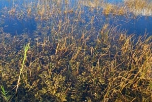 Everglades: tour in barca con trasporto e ingresso inclusi