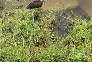 Everglades: tour in barca con trasporto e ingresso inclusi