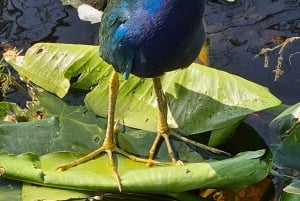 Everglades: tour in barca con trasporto e ingresso inclusi