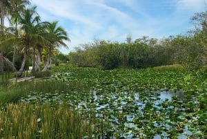 Everglades: tour in barca con trasporto e ingresso inclusi
