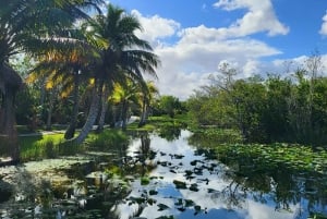 Everglades: tour in barca con trasporto e ingresso inclusi