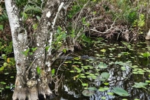 Everglades: tour in barca con trasporto e ingresso inclusi
