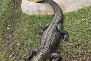 Everglades: tour in barca con trasporto e ingresso inclusi