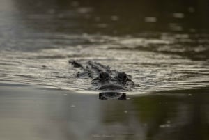 Everglades: Miami Wildlife Airboat Tour Privado Crepuscular