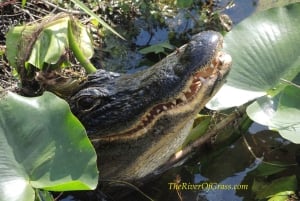Everglades: Miami Wildlife Airboat Tour Privado Crepuscular