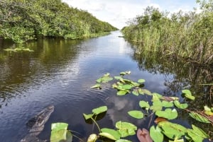 Everglades: Miami Wildlife Airboat Tour Privado Crepuscular
