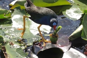 Everglades: Miami Wildlife Airboat Tour Privado Crepuscular