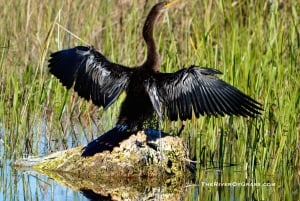 Everglades: Miami Wildlife Airboat Tour Privado Crepuscular