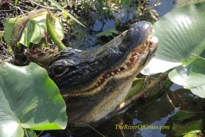 Everglades: Miami Twilight River of Grass Small Airboat Tour