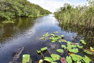 Everglades: Miami Twilight River of Grass Small Airboat Tour