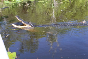 Everglades National Park: Airboat Tour and Wildlife Show