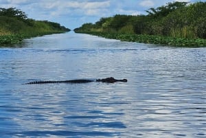 Everglades: on Flat Propelled Boat with Transportation