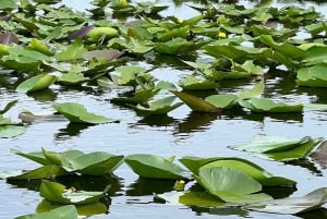 Everglades: on Flat Propelled Boat with Transportation