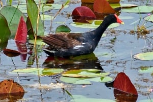 Everglades: on Flat Propelled Boat with Transportation