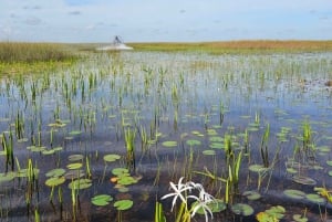 Everglades: on Flat Propelled Boat with Transportation