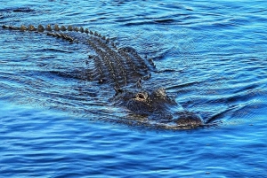 Everglades: on Flat Propelled Boat with Transportation