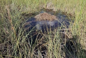 Everglades: auf flachem Motorboot mit Transport