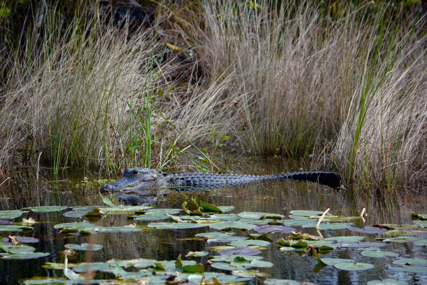 Everglades y vida salvaje