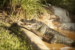 Everglades: pacchetto avventura sull'idroscivolante del Sawgrass Park
