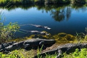 Everglades: Paquete de aventura en hidrodeslizador en Sawgrass Park