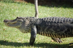 Everglades: Sawgrass Park Airboat Adventure Package