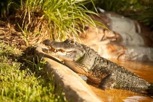 Everglades: Excursão Aerobarco a Sawgrass Park e Exposição Jacarés