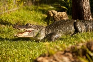 Everglades : visite du parc Sawgrass en hydroglisseur et expositions