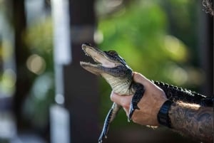 Everglades: tour privato della mostra dei rettili di Sawgrass Park