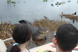 From Miami: Everglades Airboat Ride and Nature Walk