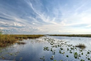 Florida: 1-Hour Everglades Airboat Ride and Nature Walk