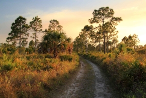Florida: Audio tour della riserva nazionale di Big Cypress