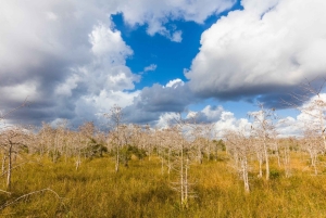 Florida: Audio tour della riserva nazionale di Big Cypress