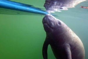 Florida Keys: Ganztägiges Kajak- und Schnorchelabenteuer am Korallenriff