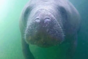 Florida Keys: Ganztägiges Kajak- und Schnorchelabenteuer am Korallenriff