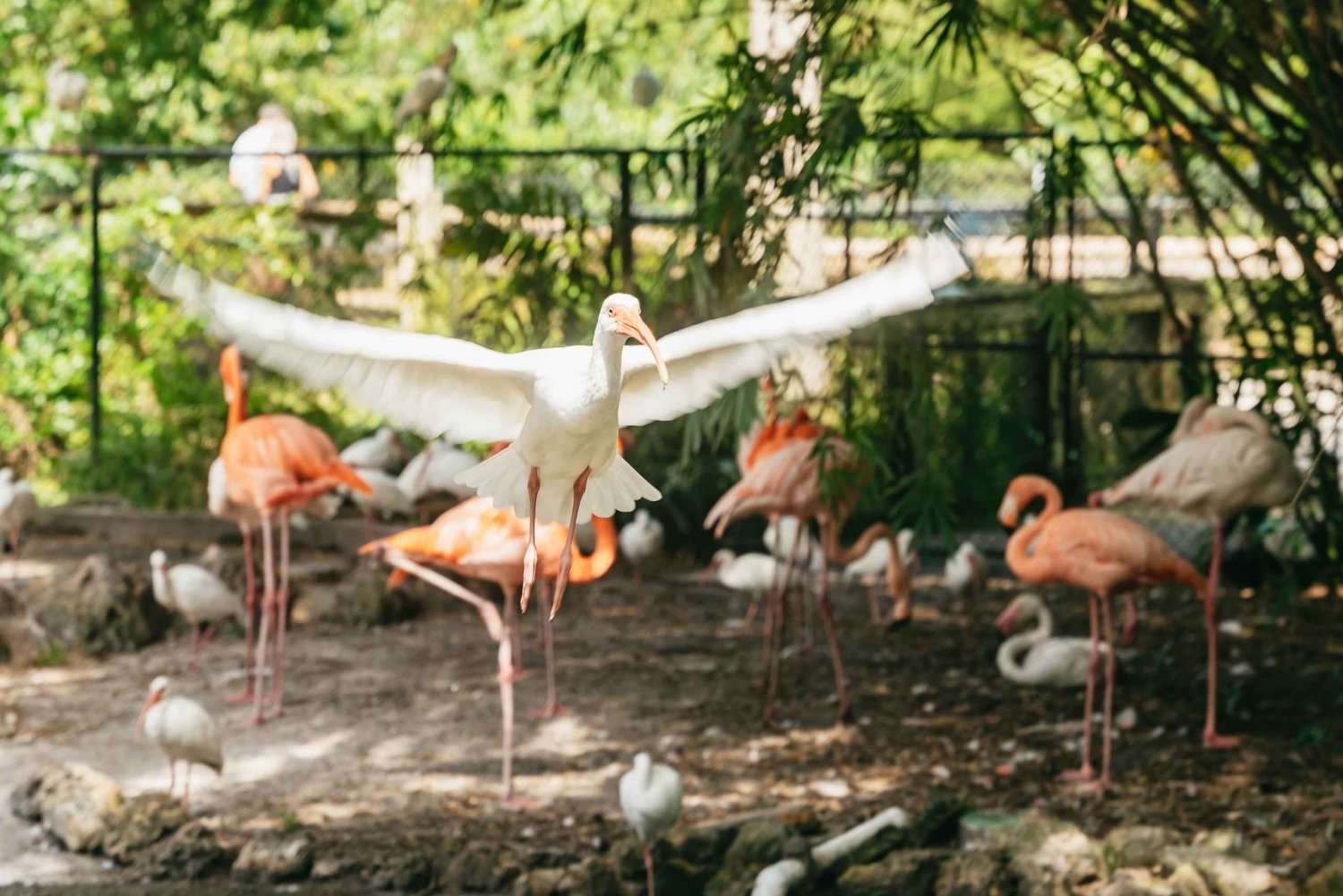Fort Lauderdale: Flamingo Gardens Entrébillet