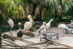 Davie : Flamingo Gardens et sanctuaire animalier