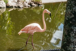 Fort Lauderdale: Inngangsbillett til Flamingo Gardens