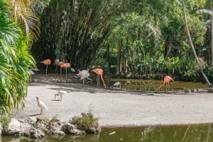 Fort Lauderdale: Bilet wstępu do Flamingo Gardens
