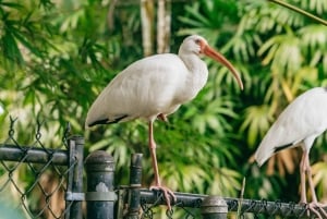 Fort Lauderdale: Flamingo Gardens pääsylippu