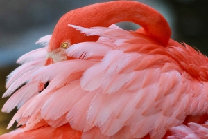 Fort Lauderdale: Inngangsbillett til Flamingo Gardens