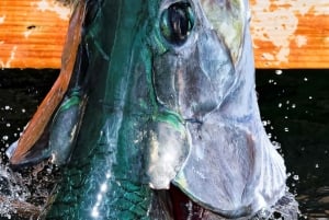 Excursión de un día de Fort Lauderdale a Islamorada