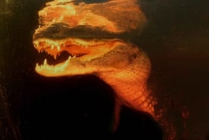 Desde Miami: Everglades de noche con tour guiado en hidrodeslizador