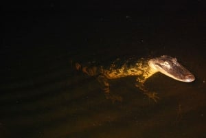 Desde Miami: Everglades de noche con tour guiado en hidrodeslizador