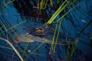 Desde Miami: Everglades de noche con tour guiado en hidrodeslizador