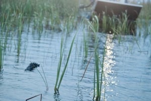 Desde Miami: Everglades de noche con tour guiado en hidrodeslizador