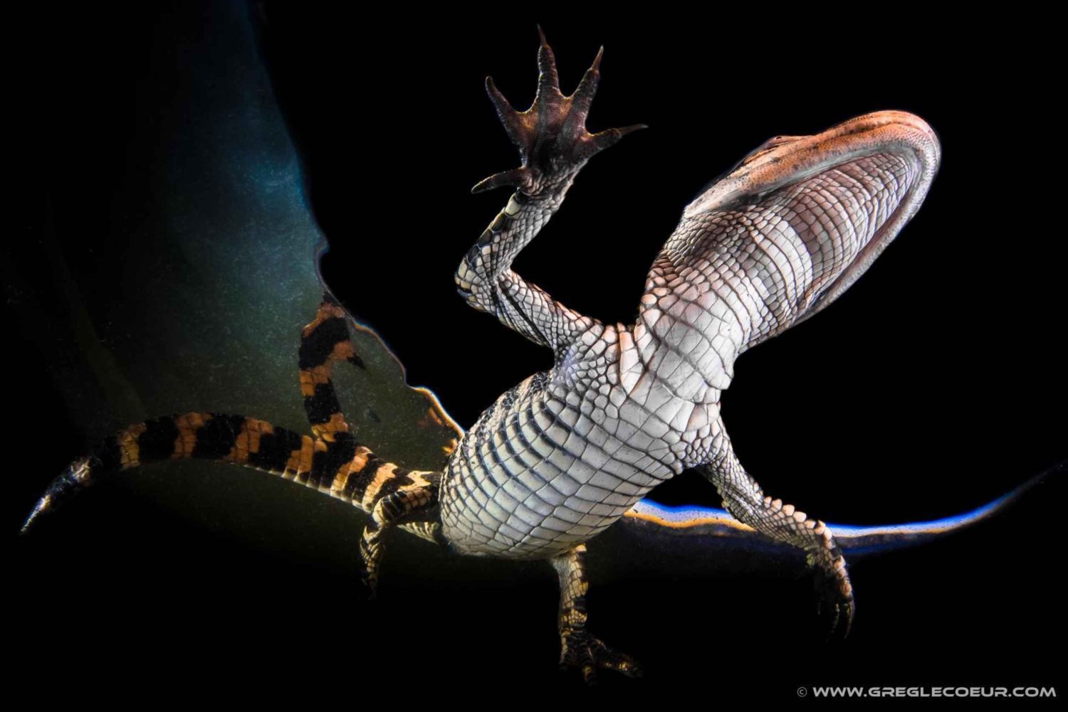 From Miami: Everglades by Night with Airboat and Alligators